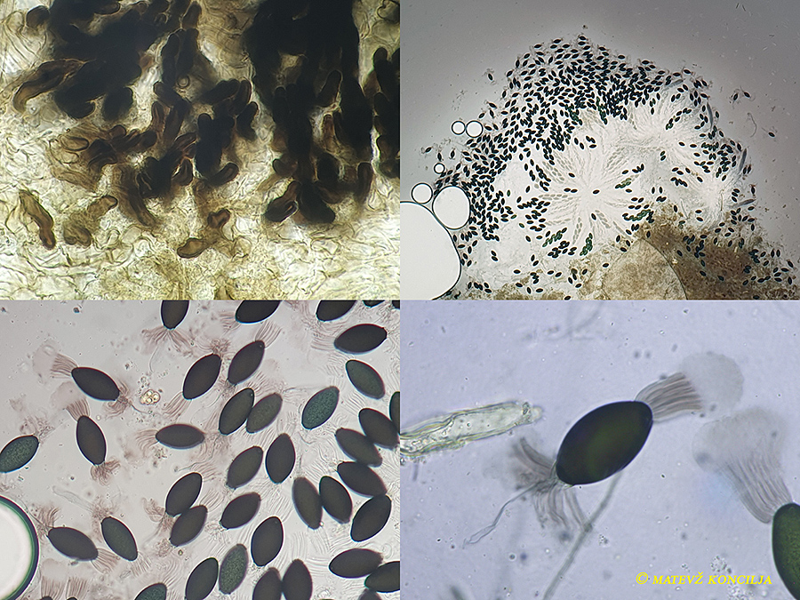 Rhypophila decipiens auf Pferdedung