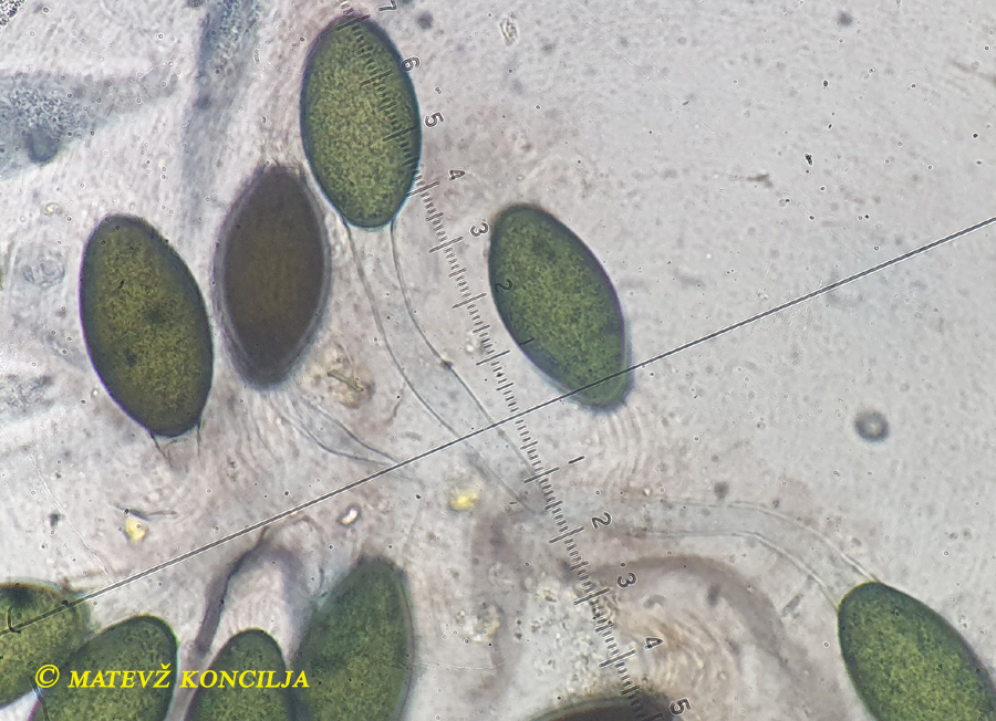 Rhypophila decipiens auf Pferdedung