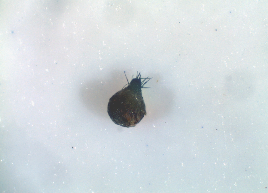 Podospora setosa