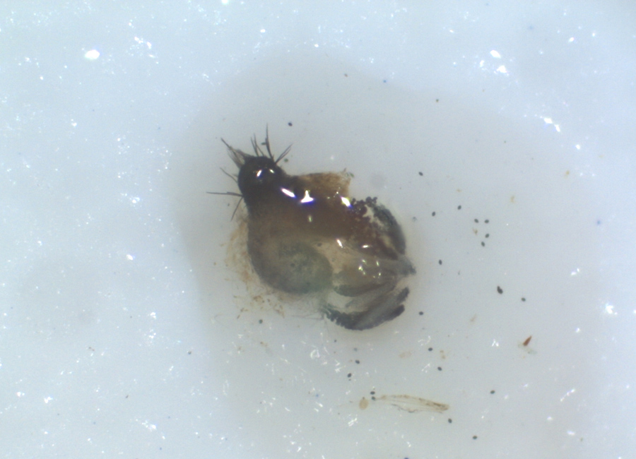 Podospora setosa