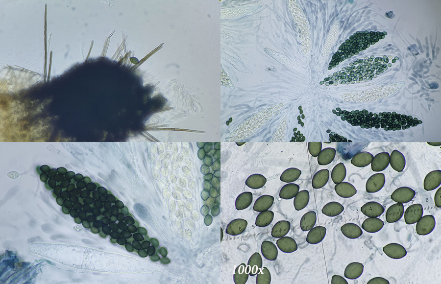 Podospora setosa
