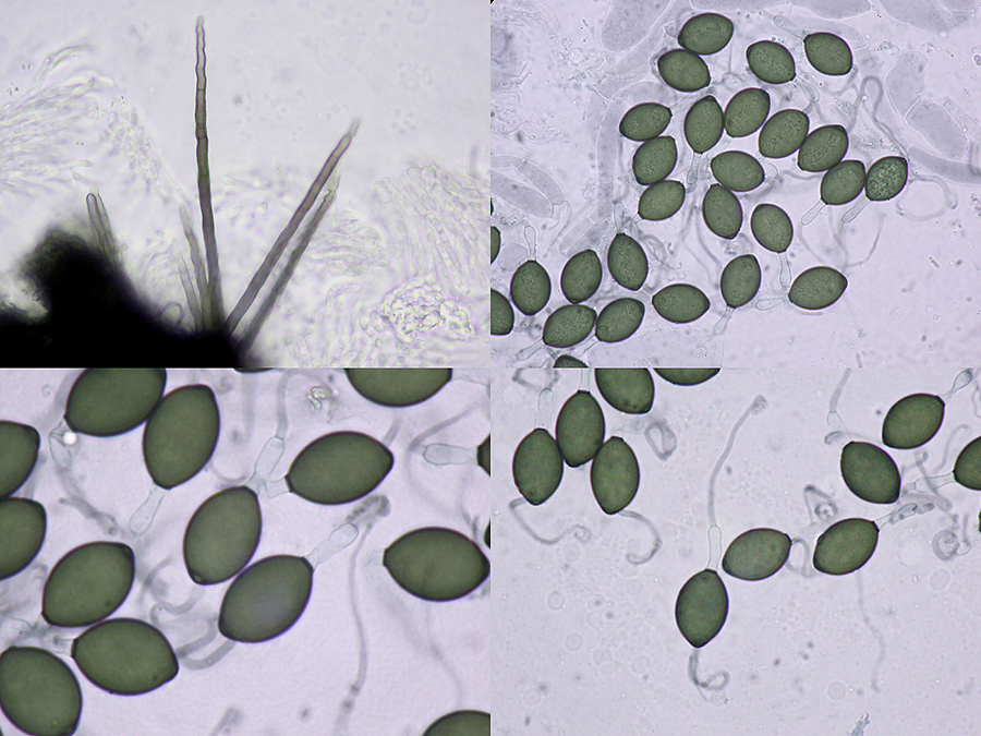 Podospora setosa