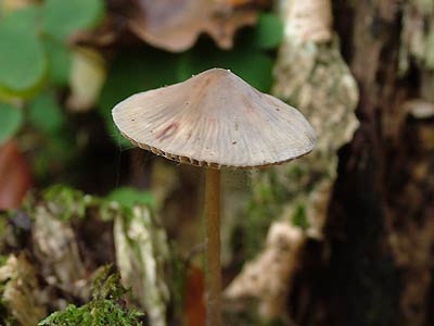 mycena polygramma