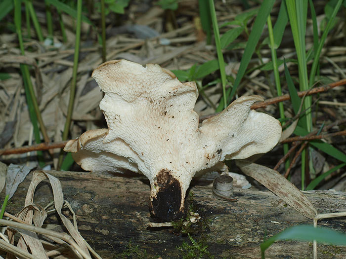 Polyporus tuberaster - gomoljavi luknjičar