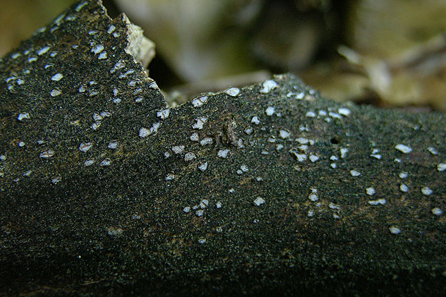 Grauweißes Holzscheibchen