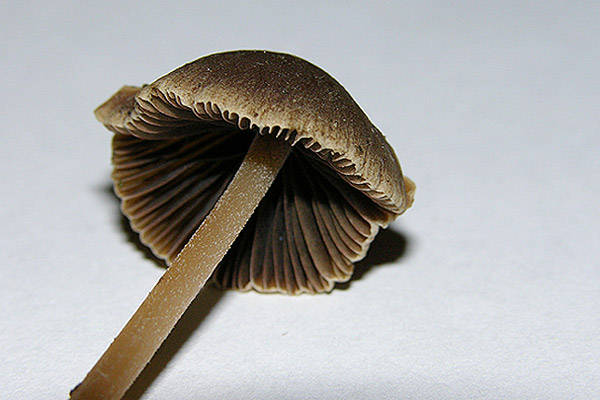 psathyrella microrhiza