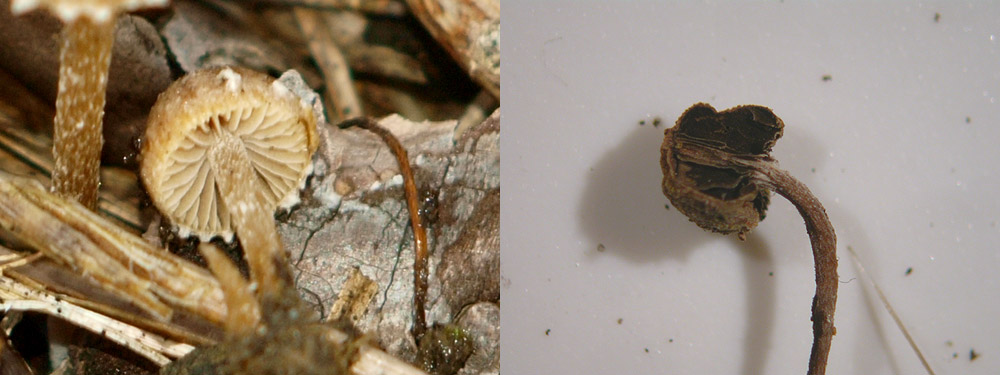Psathyrella panaeoloides