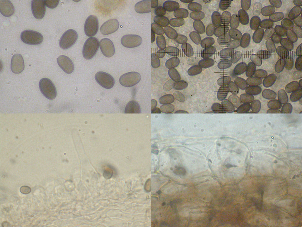 Psathyrella panaeoloides