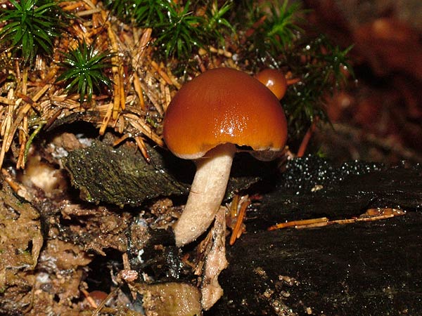 psathyrella piluliformis