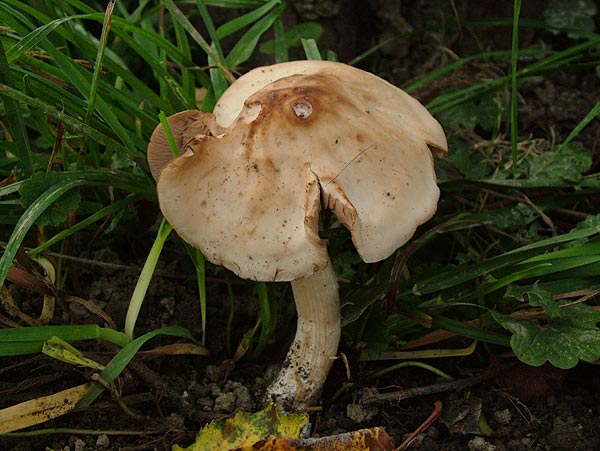 psathyrella spadicea