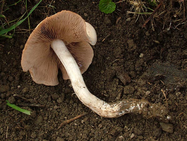 psathyrella spadicea