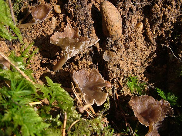 pseudocraterellus undulatus