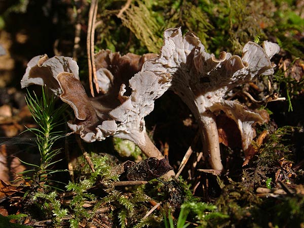 Craterellus sinuosus