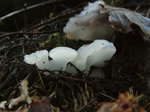 pseudohydnum gelatinosum