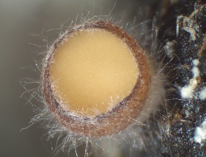 Pseudombrophila theioleuca - Schwefelgelber Dungbecherling