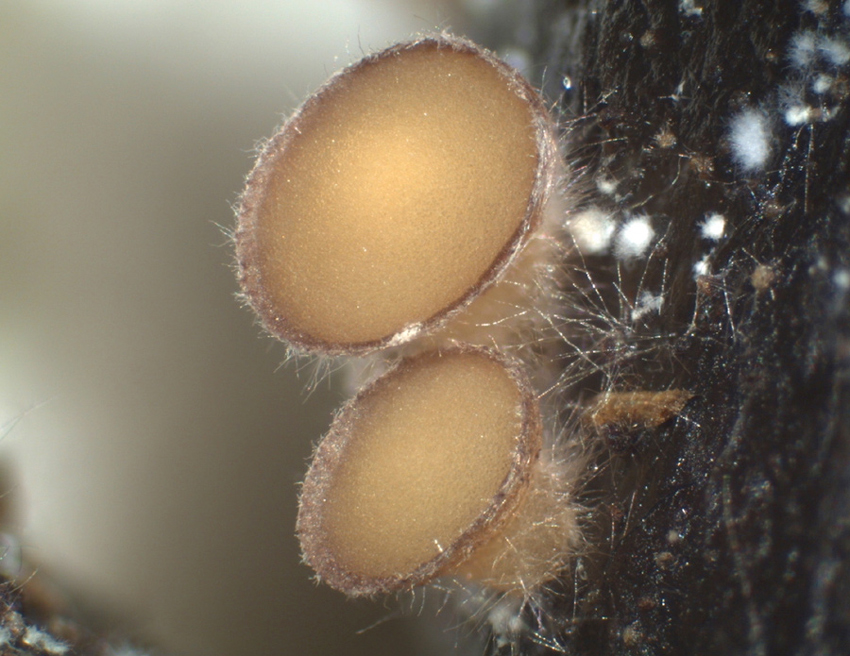 Pseudombrophila theioleuca - Schwefelgelber Dungbecherling