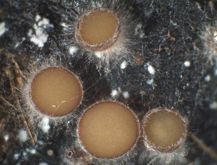 Pseudombrophila theioleuca - Schwefelgelber Dungbecherling