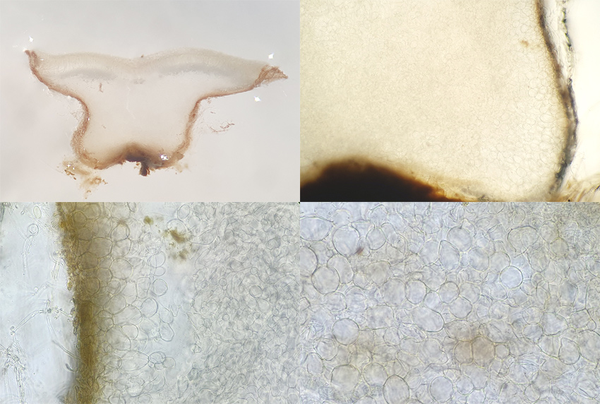 Pseudombrophila theioleuca - Schwefelgelber Dungbecherling