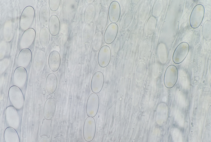 Pseudombrophila theioleuca - Schwefelgelber Dungbecherling