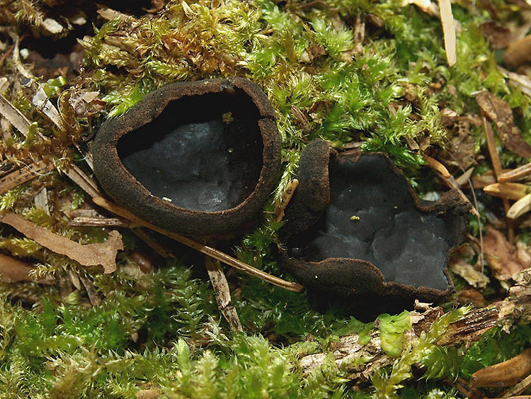 Pseudoplectania nigrella - Glänzender Schwarzborstling