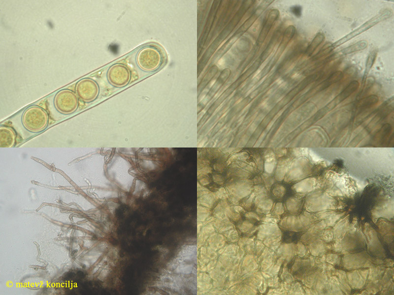 Pseudoplectania nigrella - Glänzender Schwarzborstling