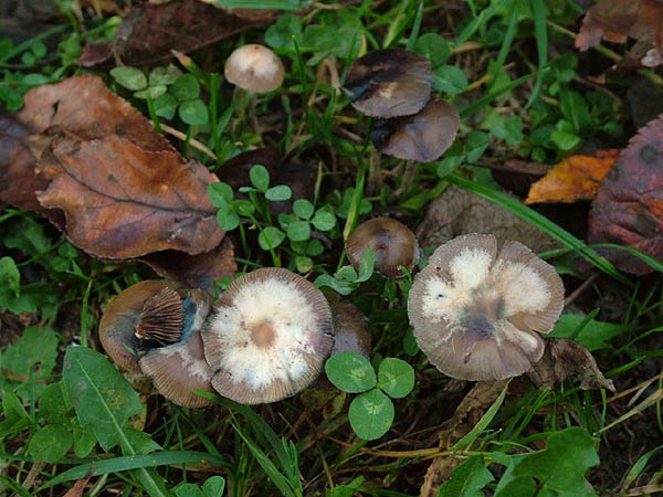 modreča gologlavka
