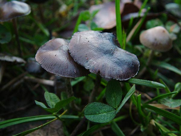 Blauender Kahlkopf