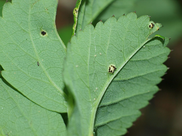 Puccinia aegopodii