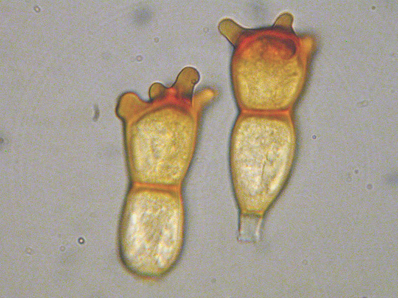 Puccinia coronata