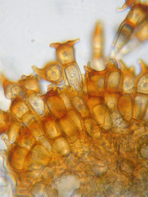 Puccinia coronata