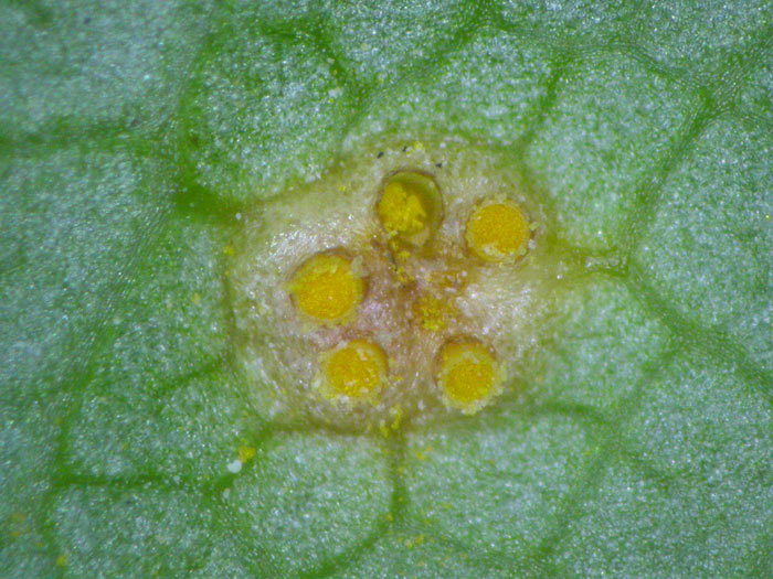 Puccinia graminis