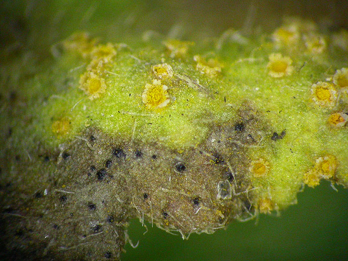 Puccinia lagenophorae