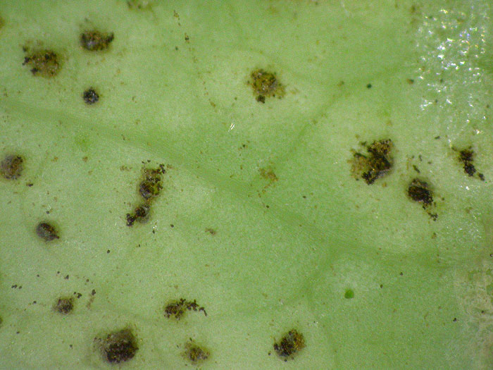 Puccinia maculosa