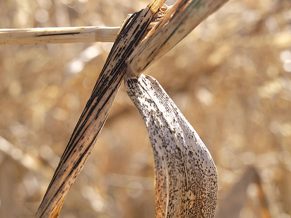 Puccinia magnusiana