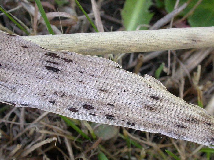 Puccinia phragmitis