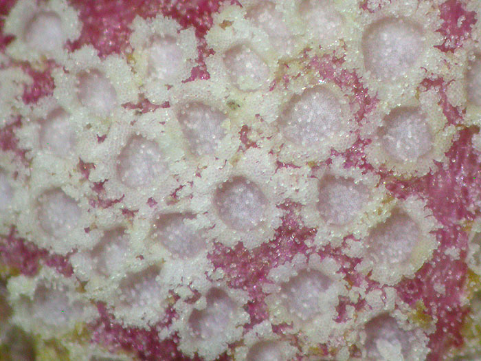 Puccinia phragmitis