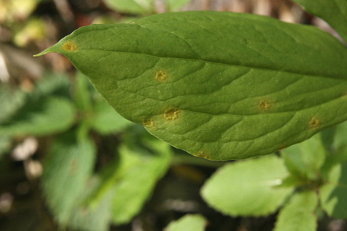 Puccinia sessilis