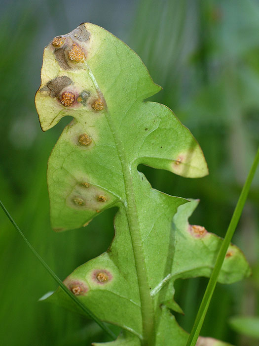 Puccinia silvatica