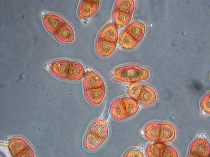 Puccinia suaveolens