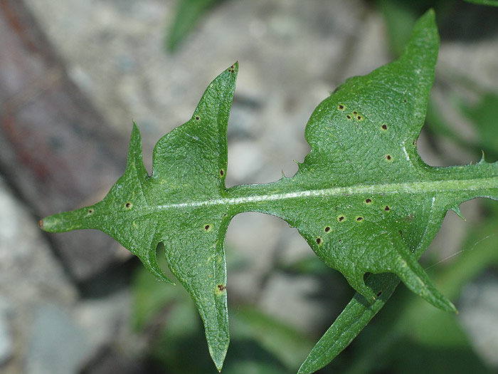 Puccinia taraxaci