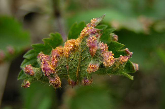 puccinia urticata