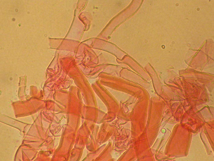 Pleurotus pulmonarius - Hyphen der Huttrama