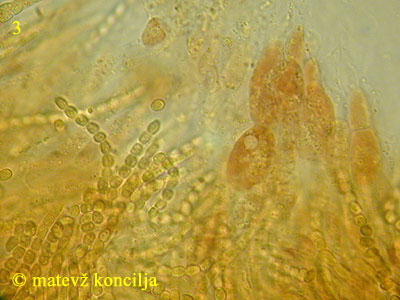 Hypocrea pulvinata - aski