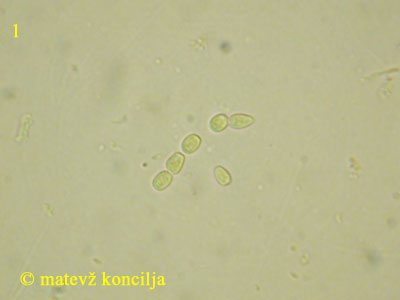 Trichoderma pulvinatum - Sporen