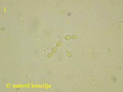 Hypocrea pulvinata - trosi