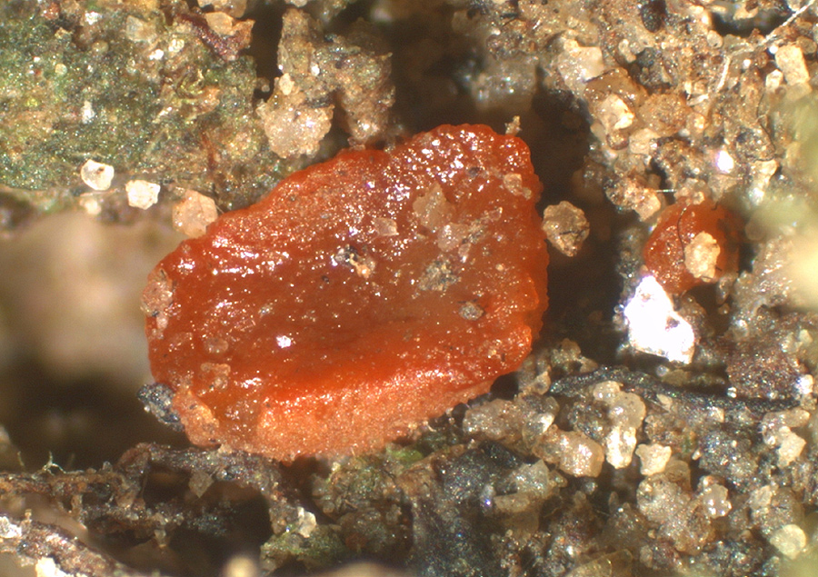 Pulvinula convexella - Rotleuchtender Kissenbecherling