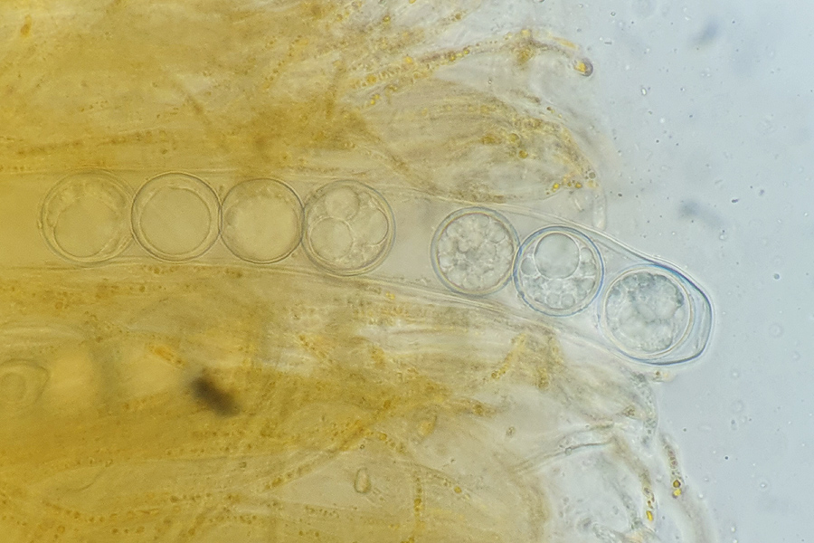 Pulvinula convexella - Rotleuchtender Kissenbecherling