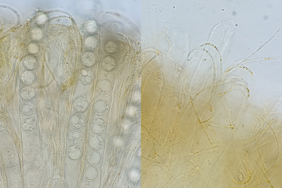 Pulvinula convexella - Rotleuchtender Kissenbecherling