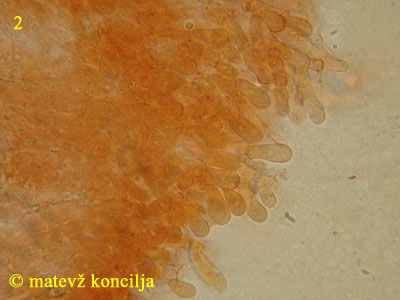 Ceriporia purpurea - himenij