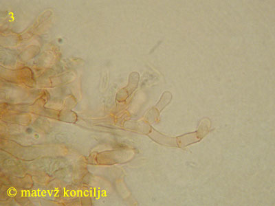 Ceriporia purpurea - himenij